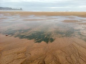 Fotografía de algas en la orilla con marco blanco