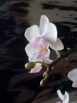 Fotografía de flor y capullos en miniatura de 13x18cm enmarcada