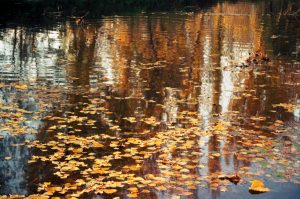 Fotografía de rio en otoño