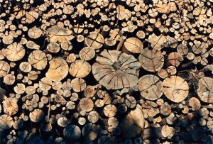 Fotografía de troncos cortados