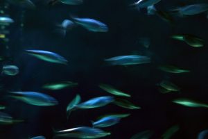 Fotografía de peces en movimiento en un acuario. Medidas 70x50cm, impresa en papel brillo de alta calidad, se envía enrollada en un tubo rígido.