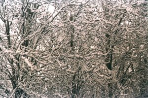 Fotografía de ramas nevadas